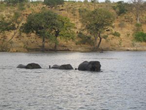 schwimmende Elefanten